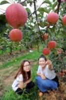 양구사과. 양구군 제공