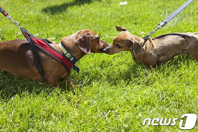 닥스훈트(사진 이미지투데이) © News1
