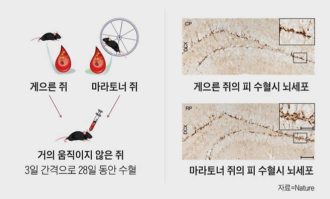 쳇바퀴를 매일 달린 쥐(RP)와 게으름뱅이 쥐(CP)의 혈액 액체성분을 거의 움직이지 않은 쥐에게 3일 간격으로 28일 동안 수혈했다(왼쪽). 그러자 마라토너 쥐의 혈액을 수혈하면 뇌세포가 크게 증가했다(오른쪽 아래)./Nature