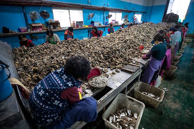 통영의 한 굴 작업장에서 굴 까는 작업이 이루어지고 있다. ⓒ시사IN 조남진