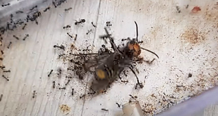 유튜브의 한 곤충 콘텐츠 채널에서 살아있는 장수말벌을 개미 케이지에 넣자 개미떼가 몰려들어 사냥하는 모습이 중계되고 있다.   곤충 유튜브 채널 캡처