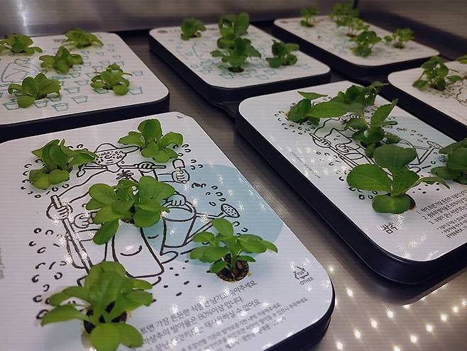 재배 열흘차, 본격적인 성장이 시작된다(11월 29일)