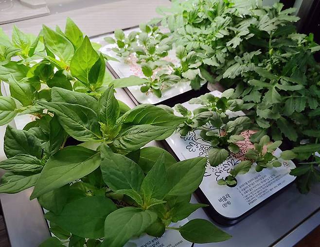 하칸의 화훼류는 다음 달 수확 예정이다(12월 20일)