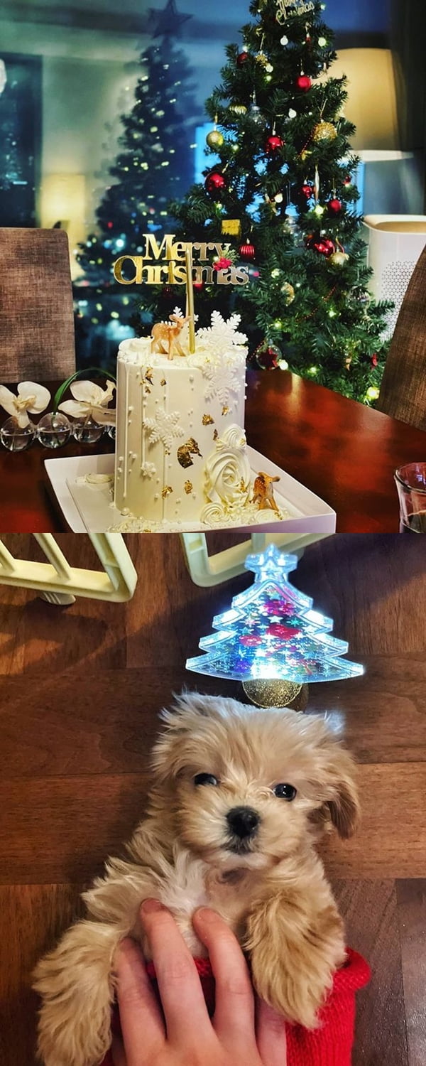 Actor Ryu Si-won has recently reported on his situation.Ryu Si-won posted two photos on his 26th day with his article Merry Christmas ~ # Happy end of the year ~ in his instagram.In the photo, there is a tree and cake that took place for Christmas, and the picture shows the dog in front of the mini tree.Ryu was dismissed after a year and three months after marrying a non-entertainer in 2010; divorced in January 2015 after a three-year lawsuit; remarried in February last year with a non-entertainer younger than two years old.Recently, Ryu Si-won appeared on TV Chosun entertainment Golf King 2 and said, I plan to have a lot of time with Korean fans next year.
