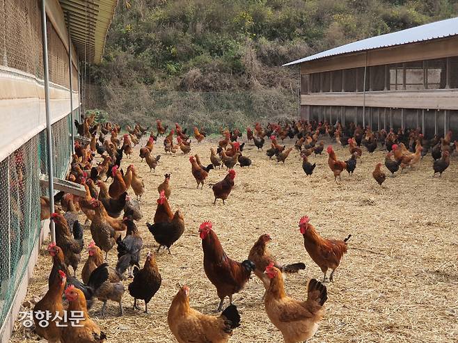 경북 영양의 농가에서 재래닭이 계사 밖으로 나와 움직이고 있다. 이몽희 대표 제공.