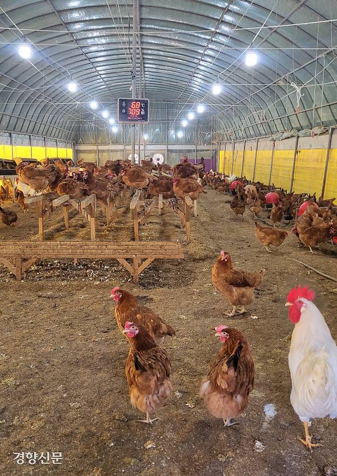 경북 영양 재래닭 농가의 계사 안. 닭이 널찍한 공간에서 지내고 있다. 김원진 기자