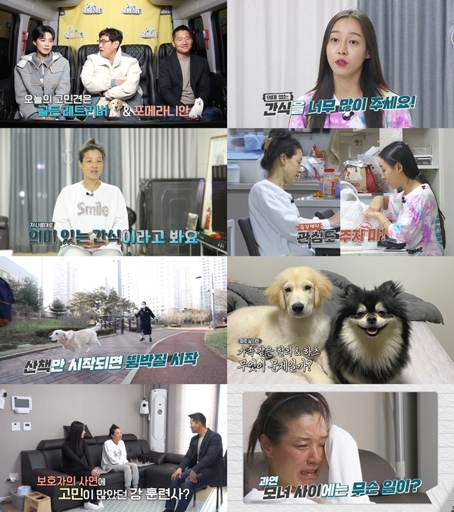 The story of her daughter asking her mother to be blamed in Gae-ryung is revealed.KBS 2TVs Dogs Are Incredible, which will air at 10:40 p.m. on January 10, will feature Golden Retriever Harley and Pomeranian Hearts, which will reveal the conflict between mother and daughter over the two Pets.The Pomeranian, who has the most courageous characteristics of the all-around dog Golden Retriever and Queen Victoria, who are active in various fields such as visual guidance and drug detection, has a common point of boasting tremendous activity to express his strength.The daughter, Guardian, who sent a story to Gae-ryung to ask for her mothers Guardian to kick her ass, asked her to kick her ass, saying, Mom gives too much meaningless snacks, and her mother, Guardian, is angry and refutes it as a meaningful snack, making everyone nervous.In addition to Harley and Hearts excessive affection for mother Guardian, daughter Guardian pointed out the mother Guardians walk method and said, If you think you are walking a large dog like your mother, it will be creepy.Here, the story of mother Guardian, who gives a lot of affection to poisonous dogs along with the daily life of Harley and Harts, who are aggressive toward each other, is expected to fill the house theater with tears.Especially, the mother Guardian, who listened to the advice of Lee Kyung-gyu and Jang Do-yeon who visited the house, shed tears at the words of Kang Hyung-wook  trainer. I wonder what kind of heartfelt words Kang Hyung-wook  trainer would have said.In addition, Kang Hyung-wook  trainers are expecting that there is a change in the relationship between Harley and Harts as well as the mother Guardian customized training, the resolution of the conflict between mother Guardian and daughter Guardian.(Photo Provision = KBS