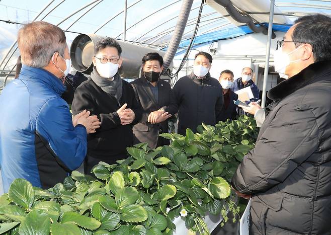 김현수 농림축산식품부 장관(왼쪽 두 번째)이 11일 충남 논산시 딸기 재배 농가를 방문해 딸기 작황 및 출하 상황을 점검하고 있다. [연합]