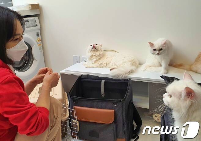 7일 유주연 나비야사랑해 대표가 임시거처로 옮긴 고양이들과 눈인사를 하고 있다. © 뉴스1 최서윤 기자