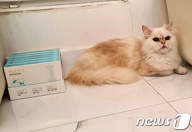 9일 서울의 한 오피스텔에 방치돼 있던 고양이가 건강검진을 받고 영양제 옆에 앉아 있다. © 뉴스1 최서윤 기자