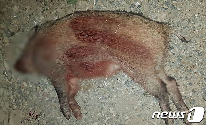 울산 남구 산책로서 포획된 야생 멧돼지.(울산 남구 제공) © 뉴스1