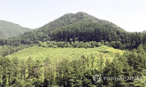 산림 [연합뉴스 자료사진]