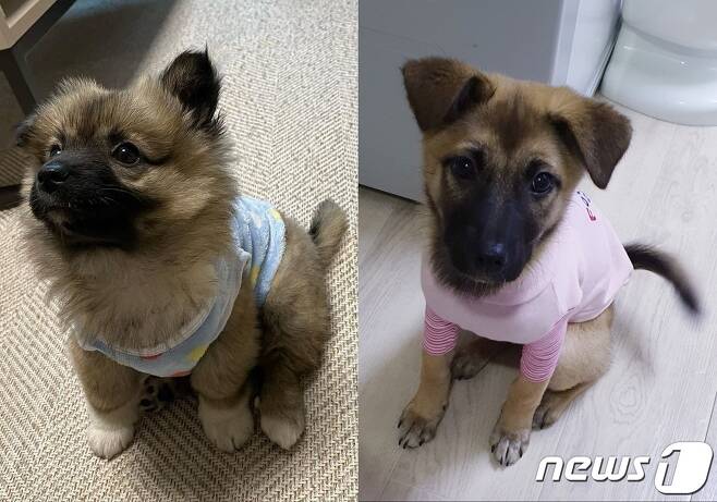 해외 입양이 결정돼 이동봉사자를 기다리고 있는 강아지 금이(왼쪽)와 옥이(비구협 제공) © 뉴스1