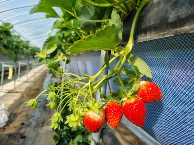 수경고설재배 딸기. 한국일보 자료사진
