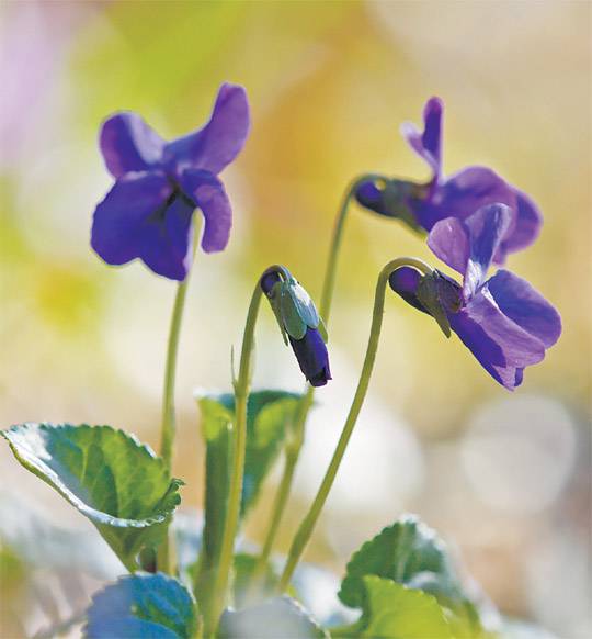 수백 종에 이르는 제비꽃 중 ‘향기제비꽃’으로 불리는 비올라 오도라타(Viola odorata). ⓒChristian Fischer
