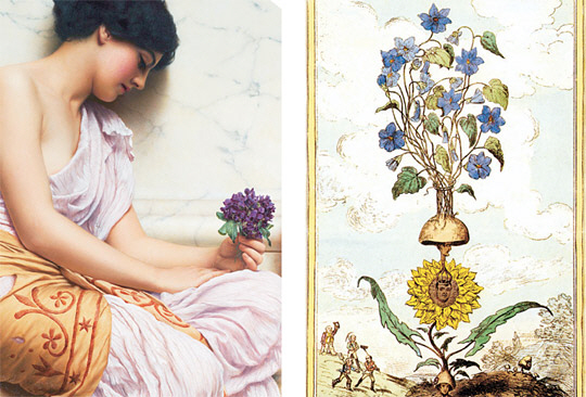 왼쪽 사진은 신고전주의 화가 존 윌리엄 고드워드가 그린 ‘바이올렛, 스위트 바이올렛’(1906). 오른쪽 사진은 캐리커처 작가 조지 크루이상크가 그린 ‘제비꽃 상사의 혈통’(1815).
