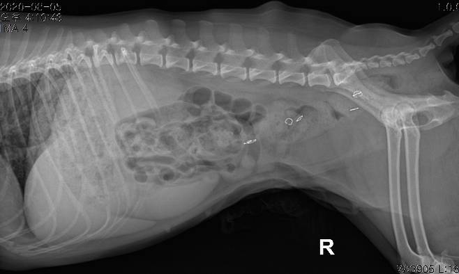 중성화 수술 후 몸속에 스테이플러 심이 남아있는 앵두 엑스레이(X-ray) 사진