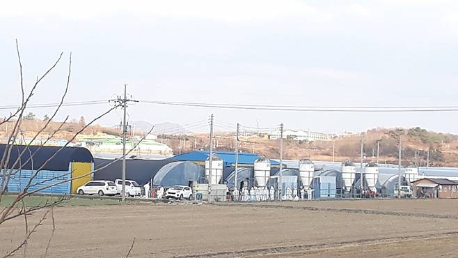 고병원성 AI 살처분 현장 모습 ⓒ시사저널