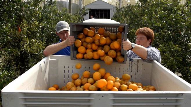 플로리다산 오렌지를 수확하는 모습. /트위터 캡처