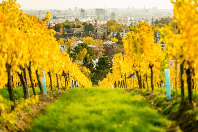 빈의 포도밭 전경. 빈(Wien)은 오스트리아 수도이며 주 이름이기도 하다. 수도 한복판에 포도밭이 있으며 와인을 생산한다. 게티이미지뱅크