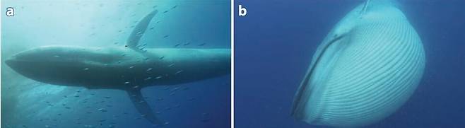 지구 역사상 가장 큰 동물인 대왕고래 등 수염고래가 진화할 수 있었던 것은 유선형 몸매가 올챙이처럼 바뀔 정도로 다량의 바닷물을 크릴과 함께 머금을 수 있는 해부구조를 갖췄기 때문이다. 보통 때의 몸매(A)와 돌진 사냥 때의 모습(B). 제러미 골드보겐 외 (2017) ‘해양학 연례 리뷰’ 제공.