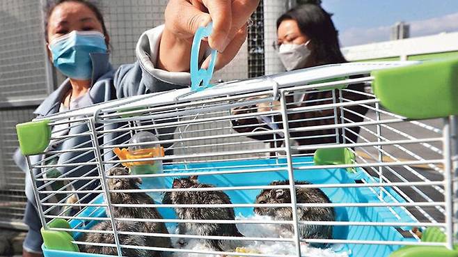 한 시민이 자신이 키우던 햄스터를 당국에 인계하기 위해 들고 가고 있다.