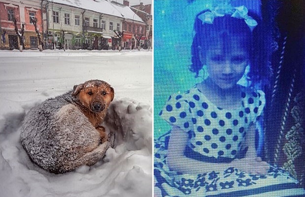러시아에서 눈 폭풍에 휘말린 10세 소녀가 실종 18시간 만에 극적으로 구조됐다. 현지 매체 콤소몰스카야 프라우다는 소녀가 떠돌이 개를 끌어안고 체온을 나누며 영하 11도 강추위를 견뎠다고 보도했다.