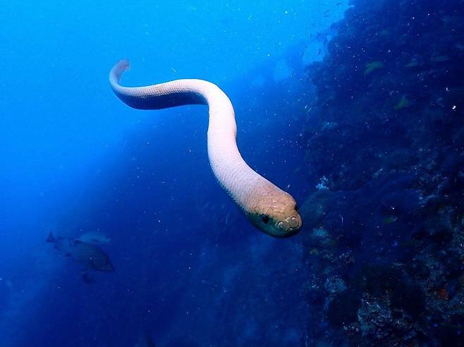 바다뱀이 유유히 헤엄치는 모습. 바다뱀의 몸의 구조와 호흡기관이 바다 안에서 평생 살아갈 수 있게끔 최적화됐다. /스미스소니언 매거진