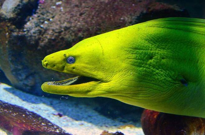 연두색깔을 한 곰치가 입을 벌리고 주변을 둘러보고 있다. 파충류로도 종종 오인되는 곰치는 뱀장어목에 속하는 바닷물고기이다. /미국 앨버커키시 홈페이지
