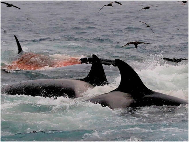 범고래 무리의 대왕고래 사냥 모습. 존 토터델 외 (2022) ‘해양 포유류 과학’ 제공.
