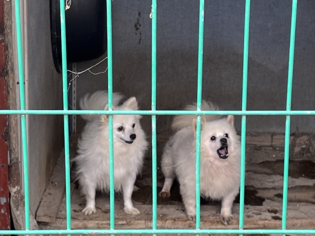 지난 24일 경기도 남양주시의 한 개 번식장에서 발견된 강아지들. 나경연 기자.