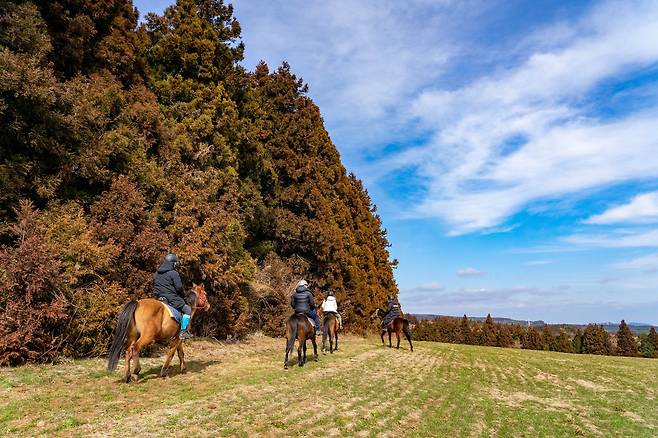 제주도 서귀포시 남원읍 의귀리 마을에서 야외 승마를 체험할 수 있다. 너른 초원과 울창한 편백숲을 1시간가량 오간다.