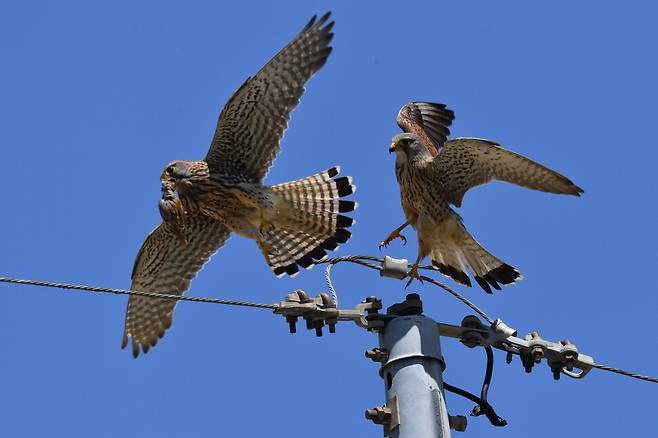 보통의 황조롱이 암컷(좌측)과 수컷. 수컷이 사냥해 온 먹이를 암컷이 전달받아 새끼를 향해 날아가는 모습이다.