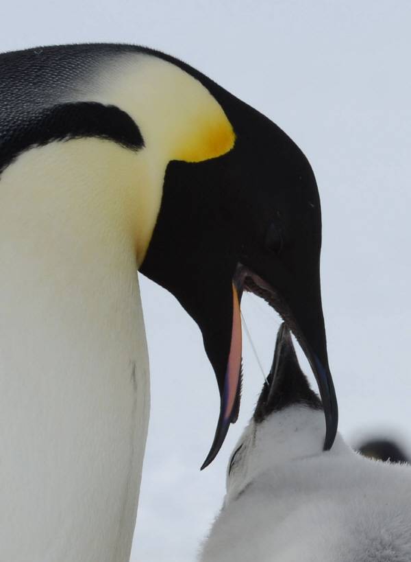 황제펭귄은 위장 속에 간직하고 있던 먹이를 토해내 새끼에게 먹인다. 더 이상 토해낼게 없으면 지방 알갱이가 많이 달려있는 길고 가느다란 위 점막 조각을 탈락시켜 펭귄 밀크라고 불리는 분비물을 새끼에게 먹인다.