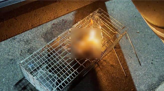 고양이에게 토치로 불을 붙인 모습 / 사진=디시인사이드 '야옹이 갤러리'