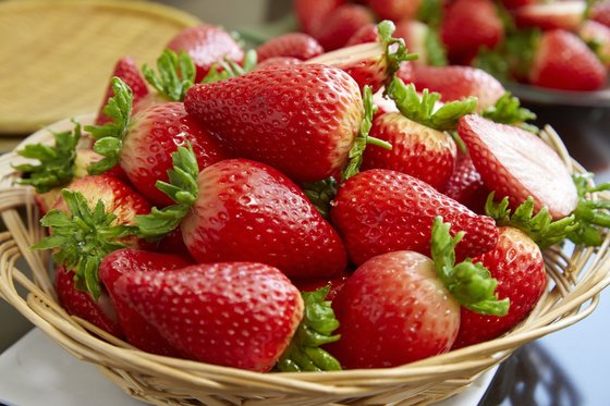 딸기는 10개월에 걸쳐 재배하는 작물이기 때문에 딸기 농가와 품종 연구원은 1년 내내 바쁜 시간을 보낸다.