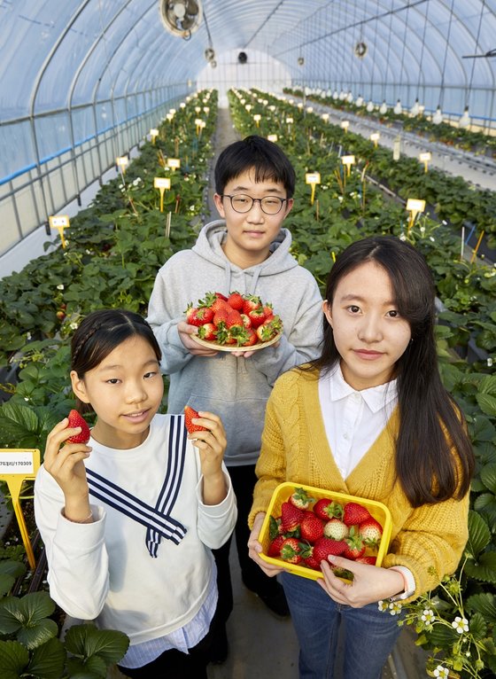 딸기연구소 비닐하우스 내에서 재배되는 딸기는 개발 단계로, 품종 출시가 되지 않은 경우가 많다. 세간에 공개되지 않은 딸기를 만날 수 있는 곳이다.