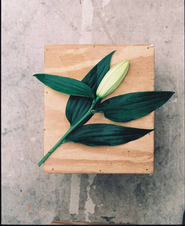 오르메 향수의 기본이 되는 자연의 원료, 꽃.