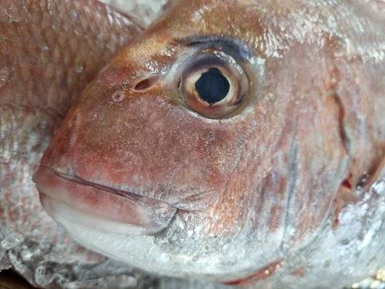 자연산 참돔의 머리. 사진 국립수산과학원