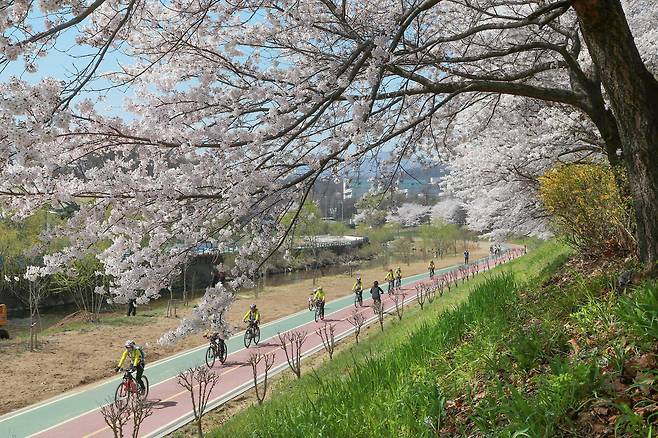 자전거 동호인들이 벚꽃이 만개한 양재천변을 달리고 있다. 사진 서초구청