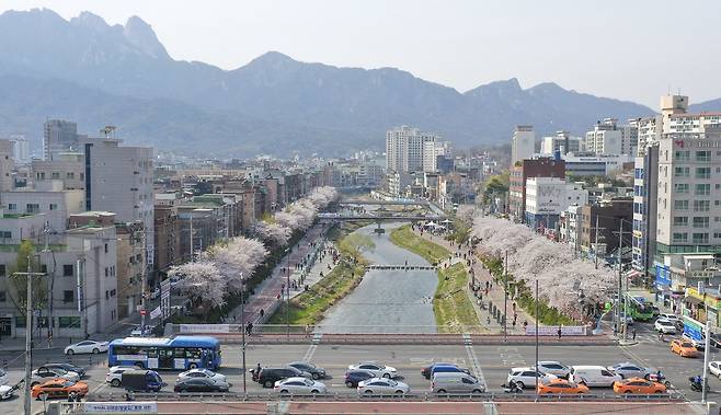 우이천 벚꽃. 사진 강북구청