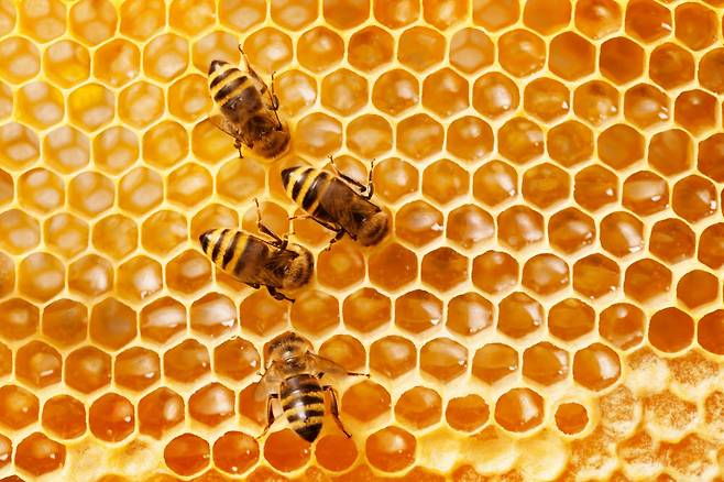 전국적으로 꿀벌이 사라지는 군집 붕괴 현상이 일어나고 있다. 비단 한국뿐만이 아닌 전 세계적인 현상이다. (출처: Shutterstock)
