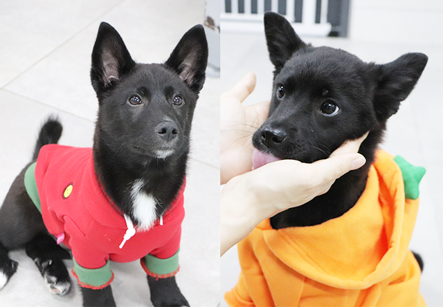 말썽꾸러기 레드(왼쪽)와 애교 많은 오렌지. 동물자유연대 제공