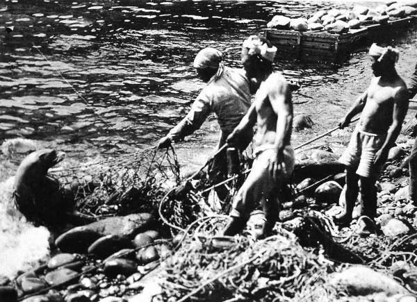 1934년 일본 사가현 오키시마 주민들이 바다사자를 사냥하는 모습이다. 20세기 초 바다사자에 대한 집중 포획은 이들의 멸종을 불러왔다.