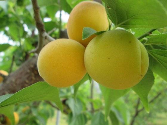 잘 익은 황매는 달콤한 향과 익은 매실 특유의 부드러운 신맛이 장점이다. 사진 국립원예특작과학원 권정현 농업연구사