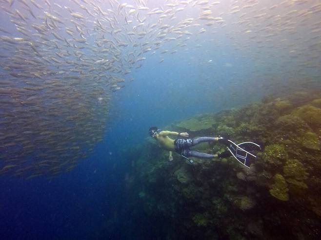 한 다이버가 물속에서 정어리 떼를 만났다. 전갱이, 정어리, 바라쿠다 등 100마리 단위, 많게는 1000마리 단위로 몰려다니는 생물들을 만날 때, 인간은 바다의 주인이 내가 아니라 그들이라는 걸 깨닫게 된다. 김동현 제공