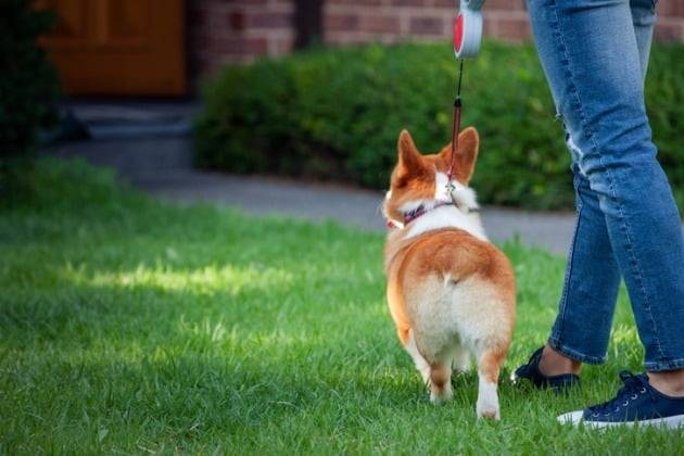 웰시코기. 사진=게티이미지뱅크