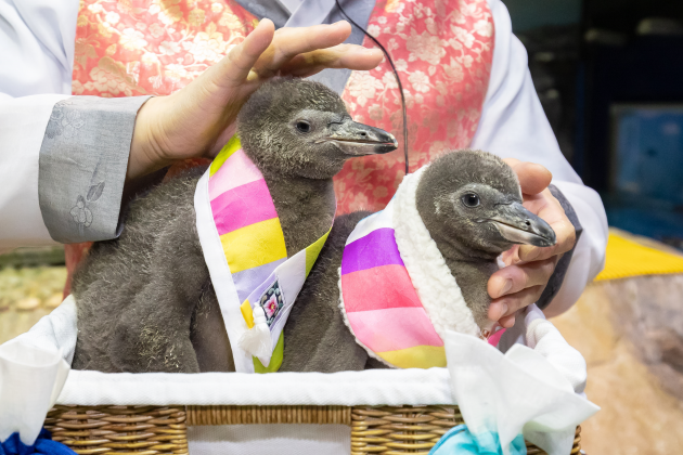 롯데월드 아쿠아리움의 새끼 펭귄 사진=연합뉴스