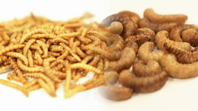 건조된 갈색거저리 유충과 흰점박이꽃무지 유충 /사진=김도연 기자