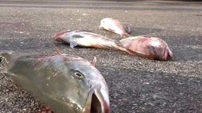 경남어류양식협회는 2020년 11월 27일 집회에서 정부의 일본산 활어 수입에 반대하며 일본산 방어, 참돔을 바닥에 던지는 퍼포먼스를 진행했다. (사진=유튜브 미래수산TV 캡쳐)